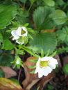 Commercial Strawberry, Cultivated Strawberry, Garden Strawberry
